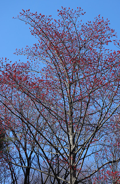 宝積寺山のタマミズキの写真