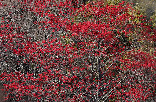 宝積寺山のタマミズキの写真