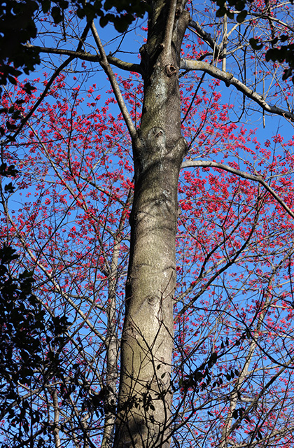 宝積寺山のタマミズキの写真