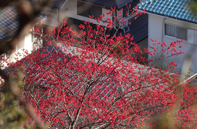 宝積寺山のタマミズキの写真