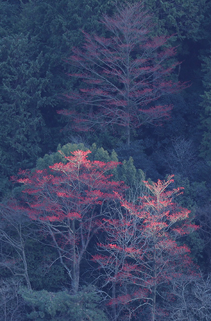 宝積寺山のタマミズキの写真