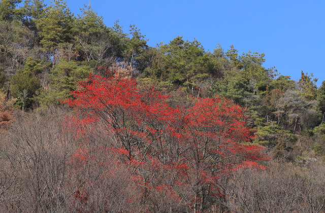宝積寺山のタマミズキの写真