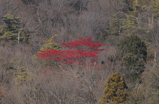 宝積寺山のタマミズキの写真