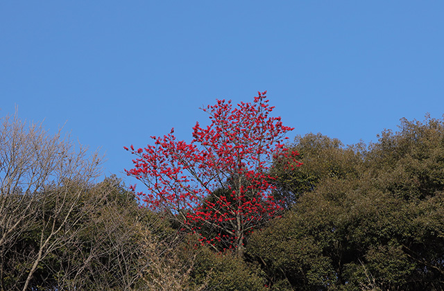 宝積寺山のタマミズキの写真