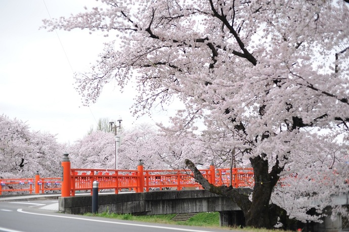桜の写真
