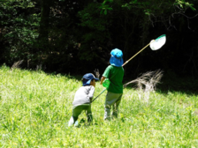 昆虫観察イラスト