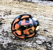 テントウムシ写真