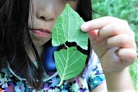 植物観察写真