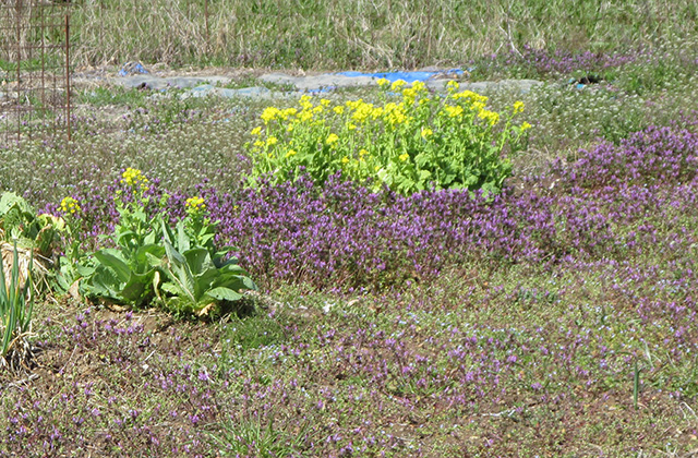 洞ひさご塚古墳発掘調査現地説明会の写真