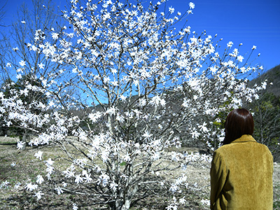 シデコブシを見に来た人