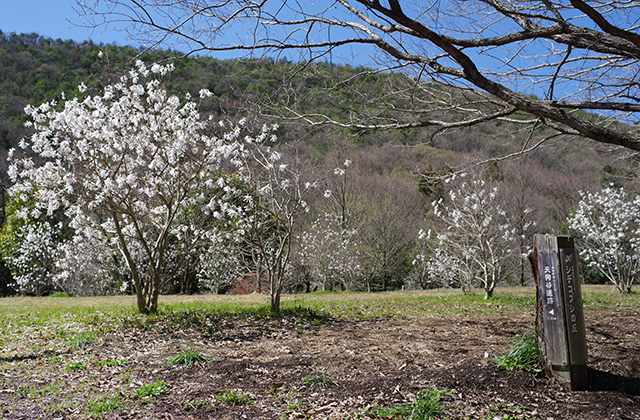 シデコブシの丘の風景の写真