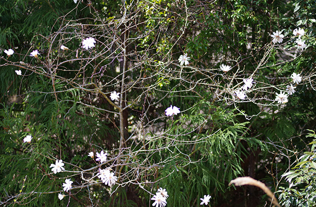 シデコブシの丘の風景の写真
