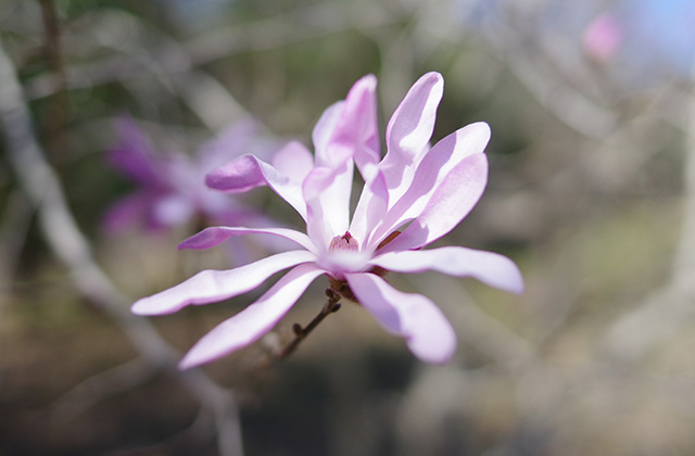 シデコブシの丘の風景の写真