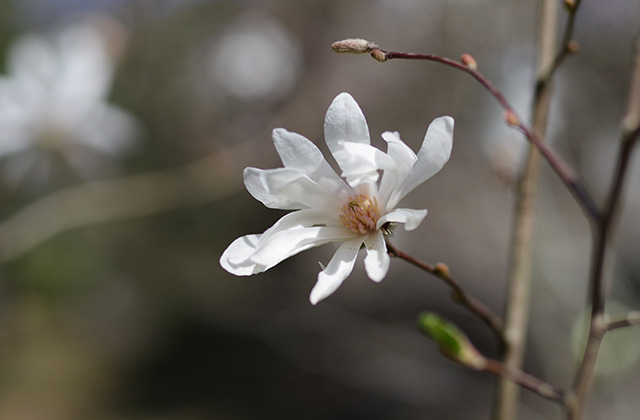 シデコブシの丘の風景の写真