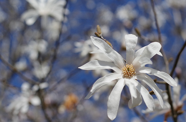 シデコブシの丘の風景の写真