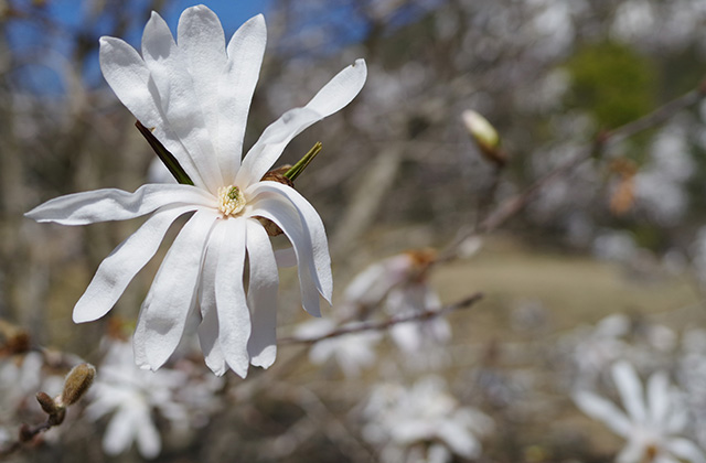 シデコブシの丘の風景の写真