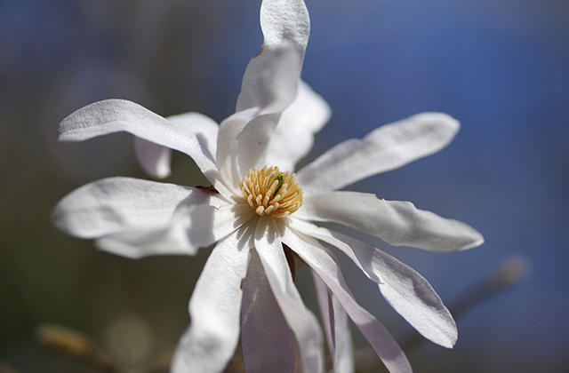 シデコブシの丘の風景の写真
