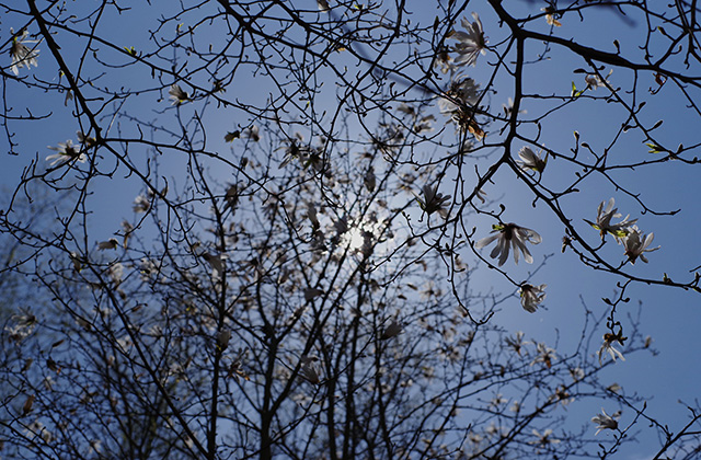 シデコブシの丘の風景の写真