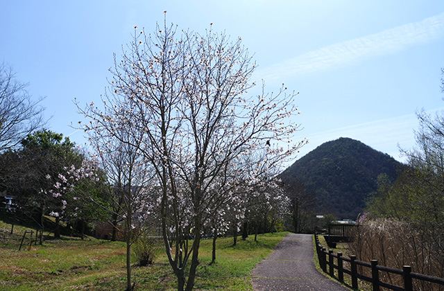 シデコブシの丘の風景の写真