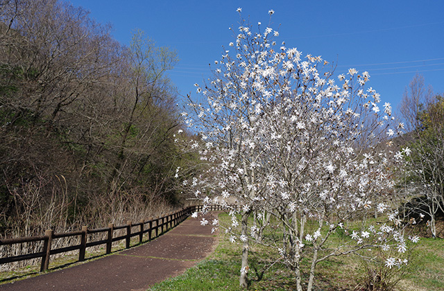 シデコブシの丘の風景の写真