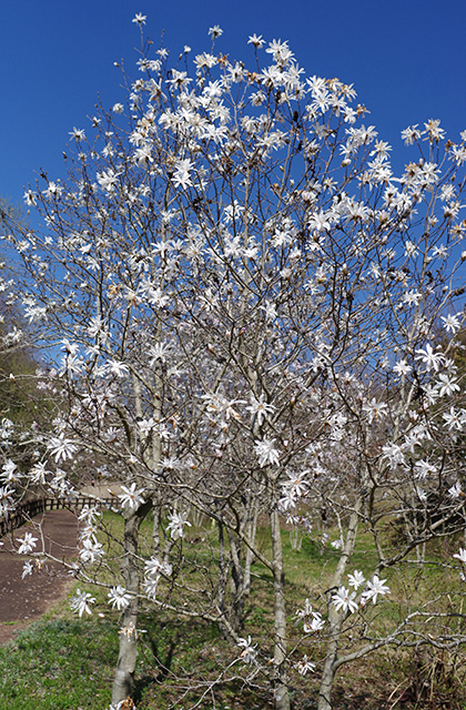 シデコブシの丘の風景の写真