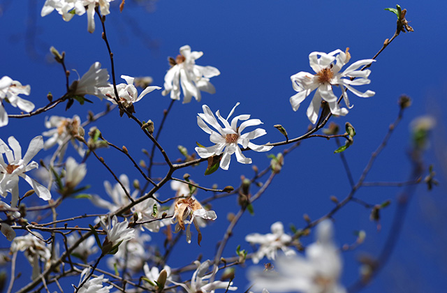 シデコブシの丘の風景の写真