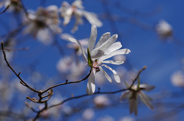 シデコブシの丘の風景の写真