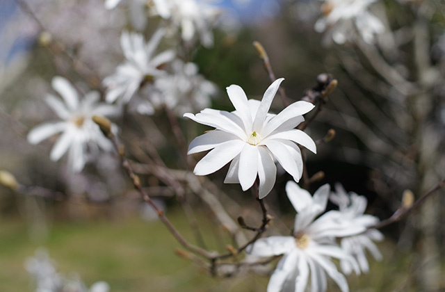 シデコブシの丘の風景の写真