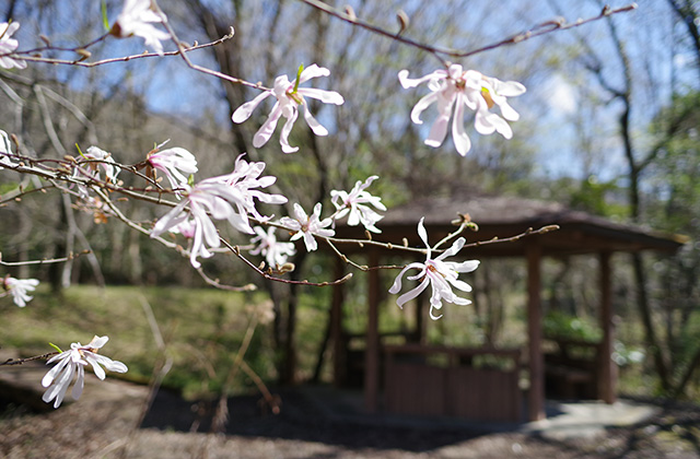 シデコブシの丘の風景の写真