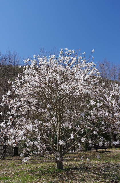 シデコブシの丘の風景の写真