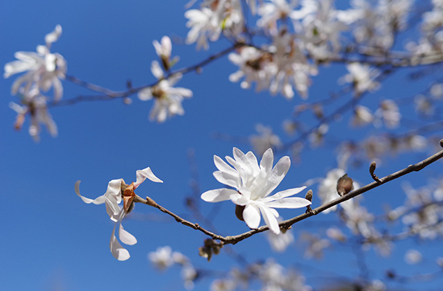 シデコブシの丘の風景の写真