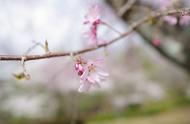 日本ラインうぬまの森の桜の写真