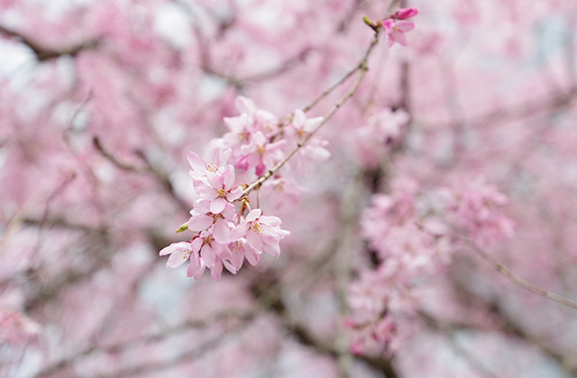 日本ラインうぬまの森の桜の写真