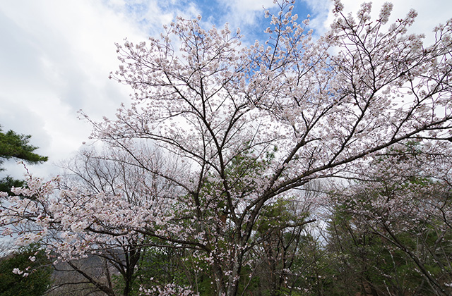 日本ラインうぬまの森の桜の写真