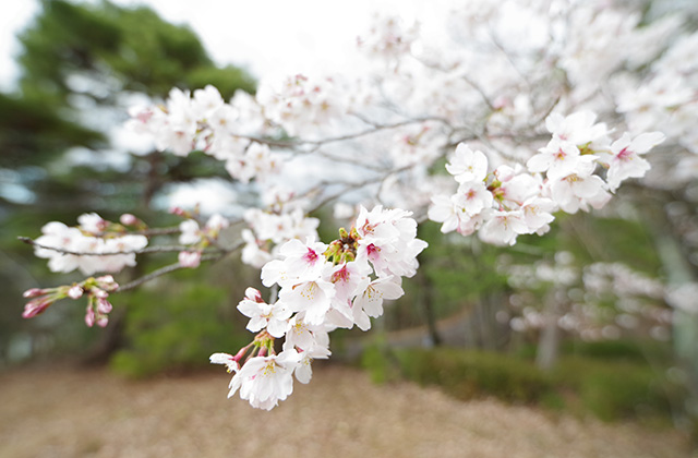 日本ラインうぬまの森の桜の写真