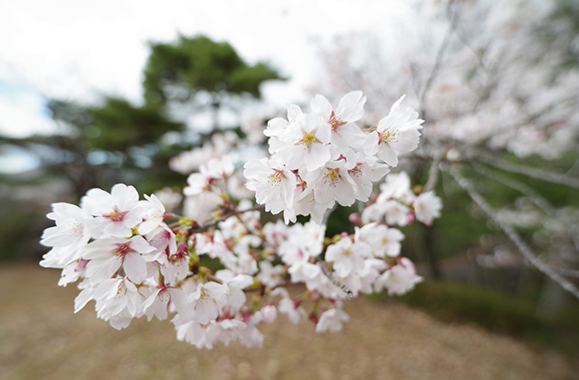 日本ラインうぬまの森の桜の写真