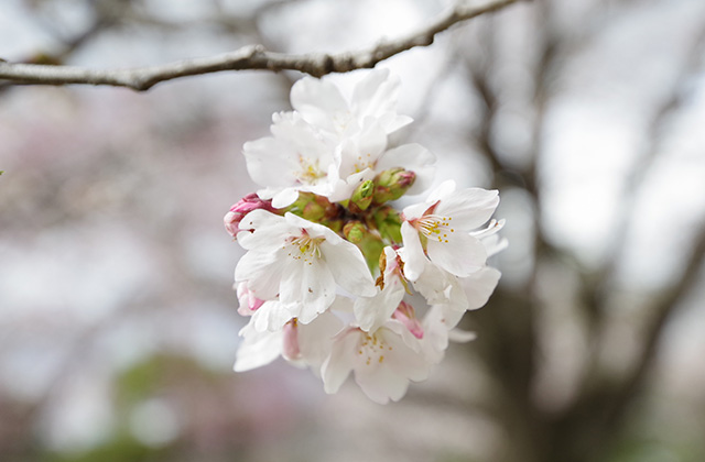 日本ラインうぬまの森の桜の写真