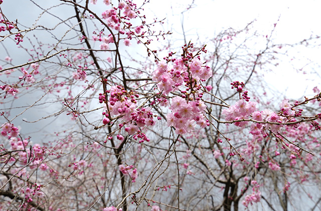 日本ラインうぬまの森の桜の写真