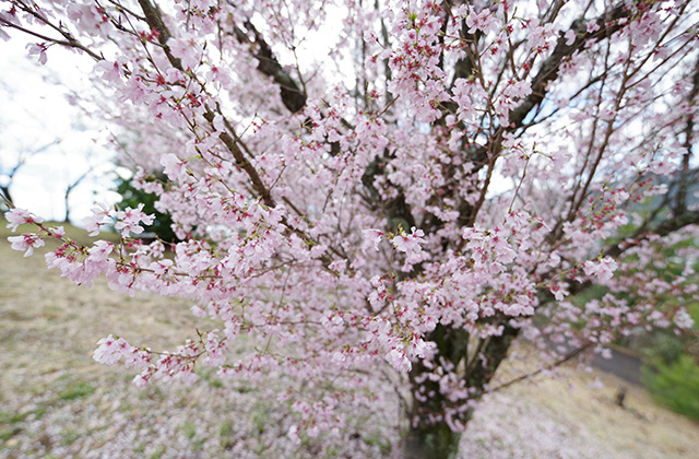 日本ラインうぬまの森の桜の写真