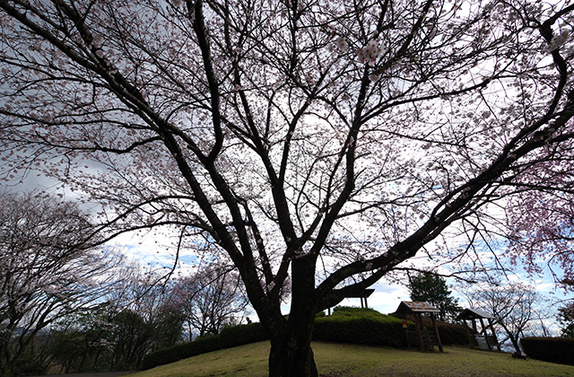 日本ラインうぬまの森の桜の写真