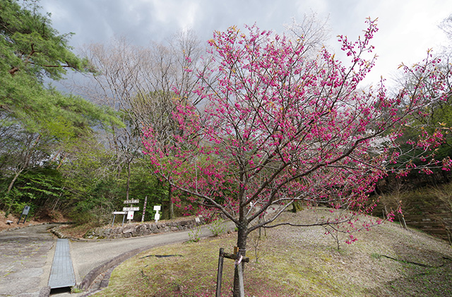 日本ラインうぬまの森の桜の写真