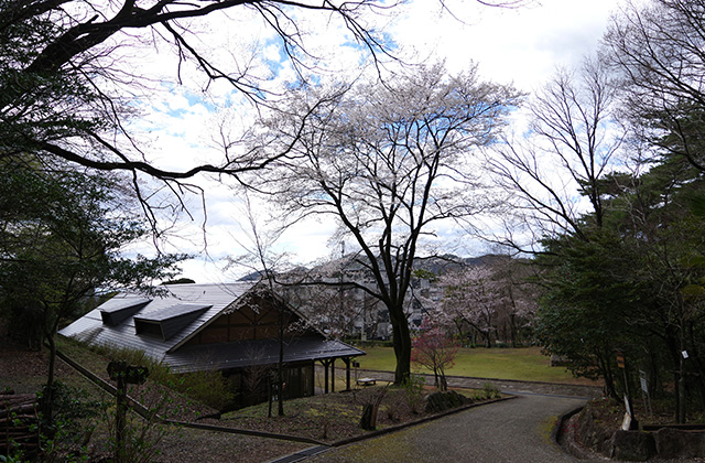 日本ラインうぬまの森の桜の写真