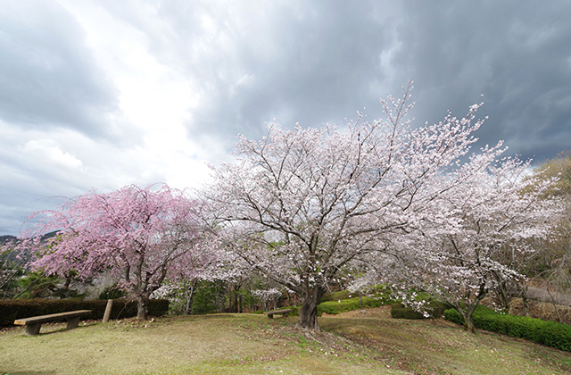日本ラインうぬまの森の桜の写真