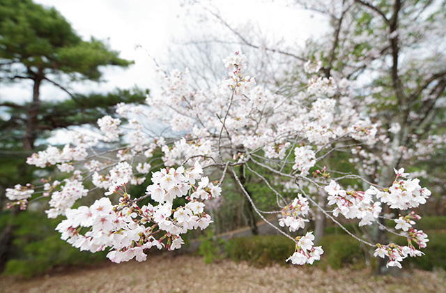 日本ラインうぬまの森の桜の写真