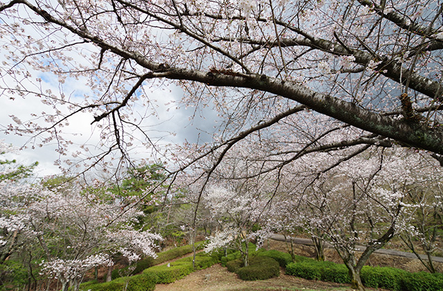 日本ラインうぬまの森の桜の写真