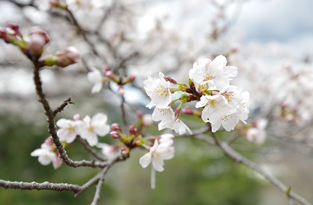 日本ラインうぬまの森の桜の写真