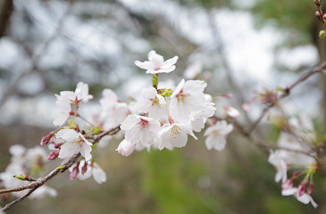 日本ラインうぬまの森の桜の写真