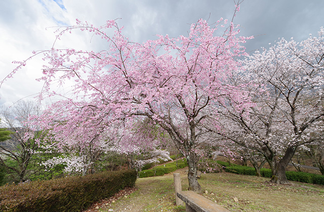 日本ラインうぬまの森の桜の写真