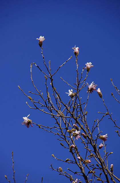 シデコブシの丘の風景の写真