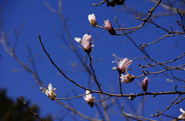 シデコブシの丘の風景の写真